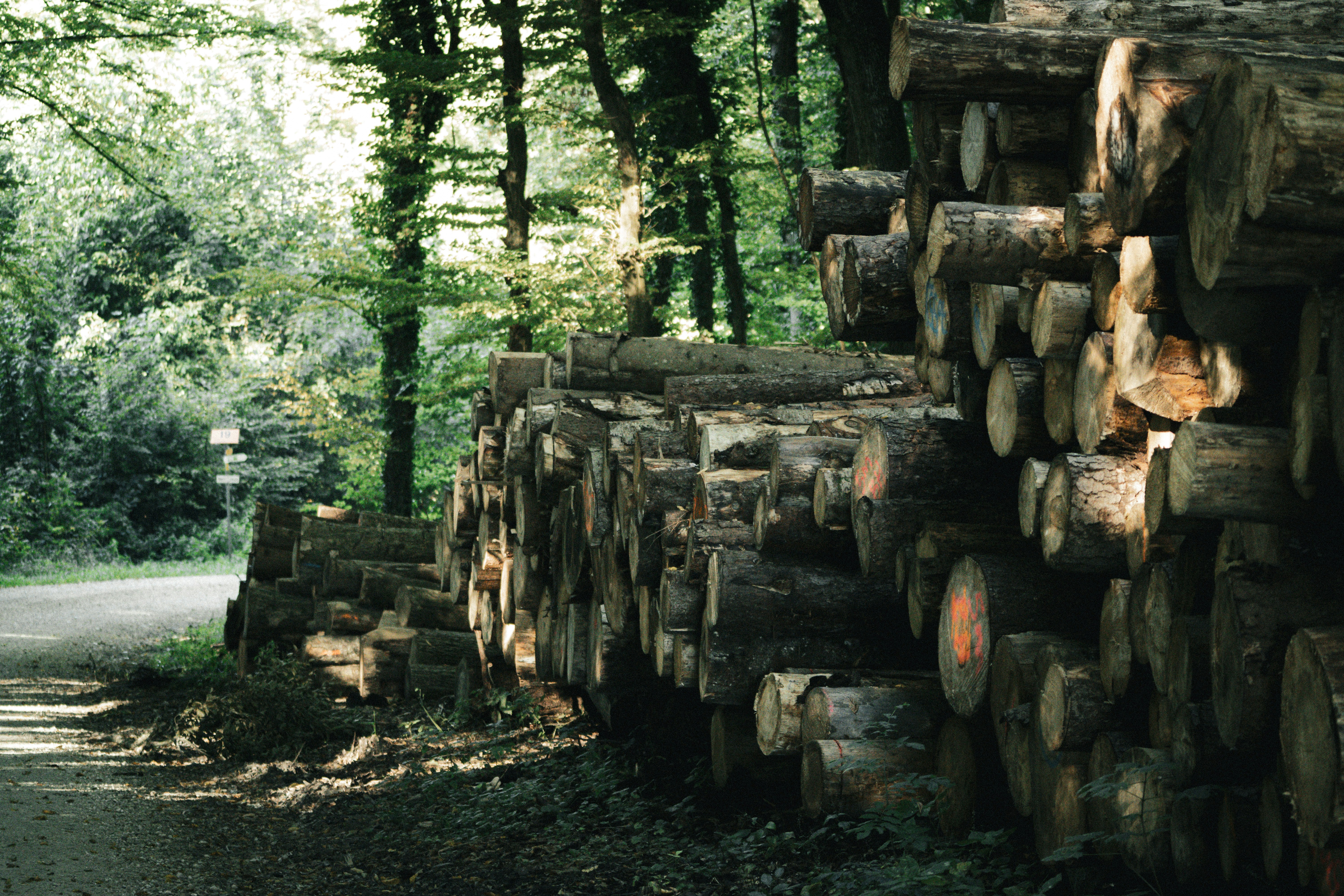 Stack of cut logs in a sunlit forest